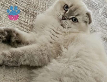 Scotisch Fold long hair