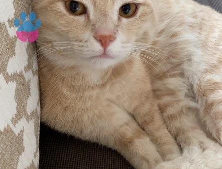 Oglusuma eş arıyoruz