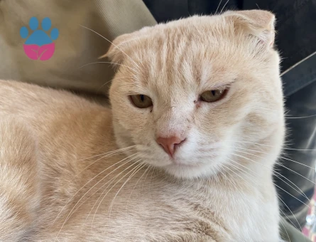 Oglusuma eş arıyoruz