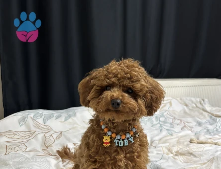 TOY POODLE, TOBY, 1 YAŞ