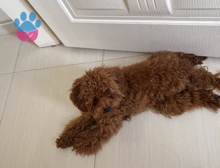 TOY POODLE, TOBY, 1 YAŞ