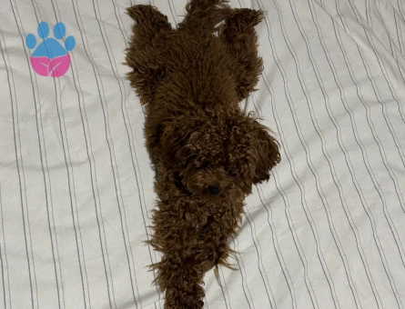 TOY POODLE, TOBY, 1 YAŞ