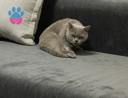 Linda kızımıza uygun damat adayı arıyoruz