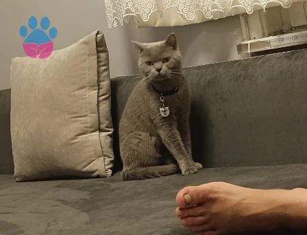 Linda kızımıza uygun damat adayı arıyoruz