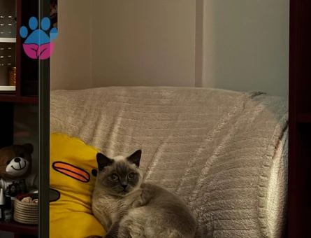 Scottish straight blue point 3 Yaşında Eş Arıyor