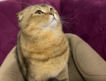 Scottish Fold Golden - 118973441