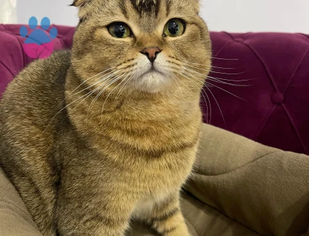 Scottish Fold Golden