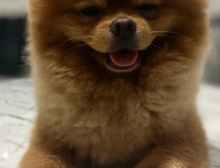 Pomeranian Boo oğlum kukiye eş arıyorum - 118973443