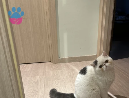 Oğlumuz Fiko’ya eş arıyoruz🥰