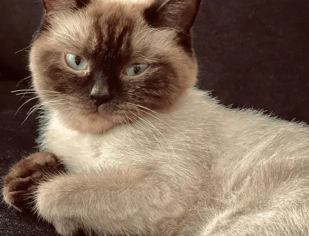 British Shorthair 1,5 Yaşında Kedime Eş Arıyorum - 118973454