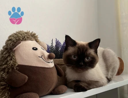 British Shorthair 1,5 Yaşında Kedime Eş Arıyorum