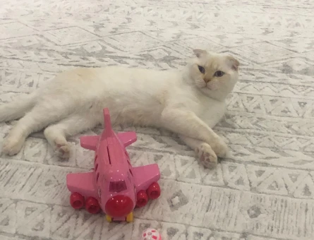 Kedi - 118973457