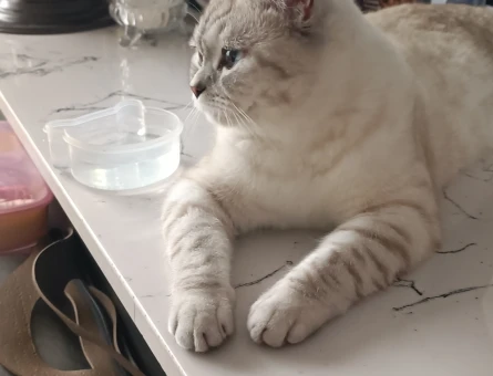 British Shorthair Dişi Kedime Eş Arıyorum - 118973460