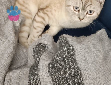 British Shorthair Dişi Kedime Eş Arıyorum