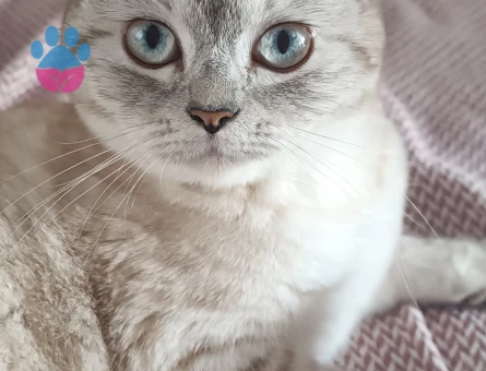 British Shorthair Dişi Kedime Eş Arıyorum