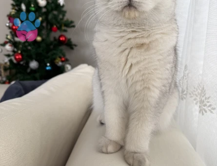 British Shorthair 1 Yaşında Eş Arıyor