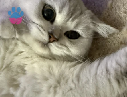 British Shorthair 1 Yaşında Eş Arıyor