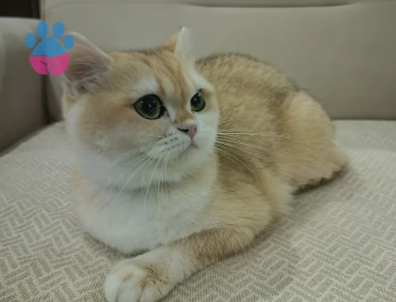 Chinchila kedimize eş arıyoruz