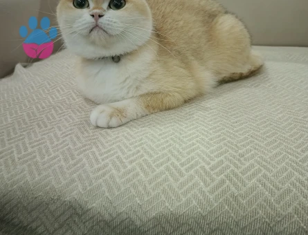 Chinchila kedimize eş arıyoruz