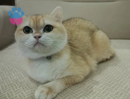 Chinchila kedimize eş arıyoruz