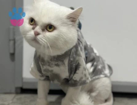 Yakışıklı oğluma eş arıyorum