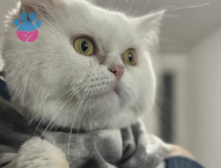 Yakışıklı oğluma eş arıyorum