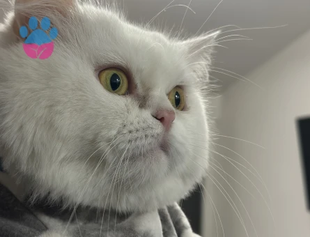 Yakışıklı oğluma eş arıyorum