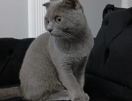 Scottish Fold Kızımıza Eş Arıyoruz - 118981203
