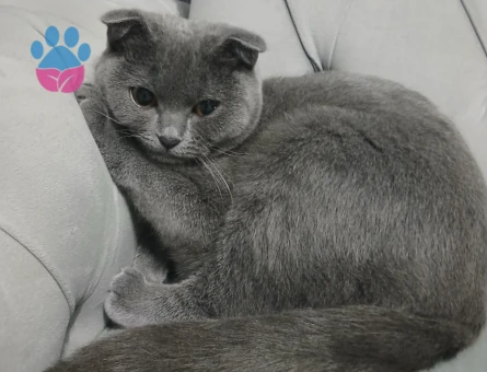 Scottish Fold Kızımıza Eş Arıyoruz