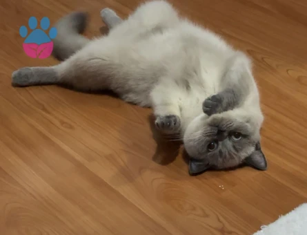 British Shorthair Dişi Safkan Bluepoint