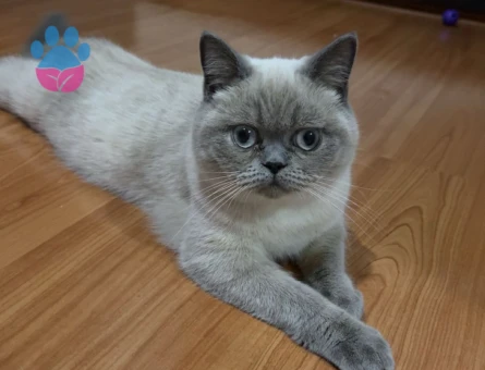 British Shorthair Dişi Safkan Bluepoint