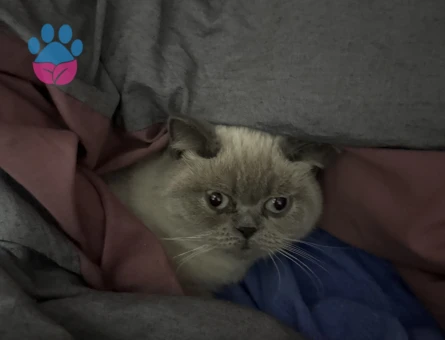 British Shorthair Dişi Safkan Bluepoint