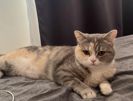 British Shorthair kızımıza eş arıyoruz - 118981208