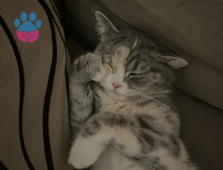 British Shorthair kızımıza eş arıyoruz