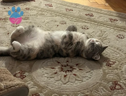 British Shorthair kızımıza eş arıyoruz