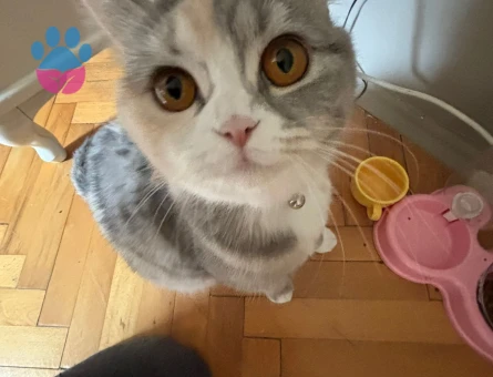 British Shorthair kızımıza eş arıyoruz