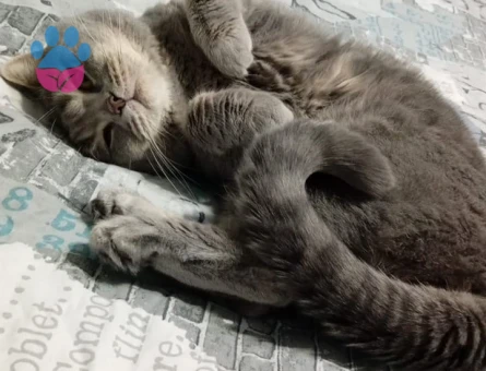 Scottish Fold Ares Eş Arıyor