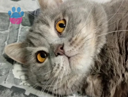 Scottish Fold Ares Eş Arıyor