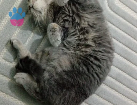 Scottish Fold Ares Eş Arıyor