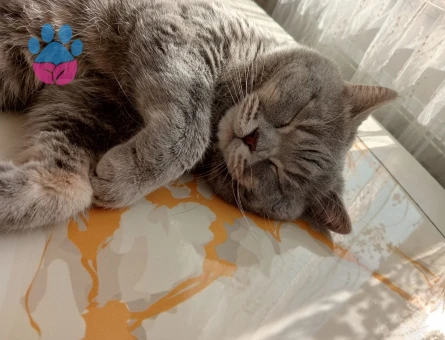 Scottish Fold Ares Eş Arıyor