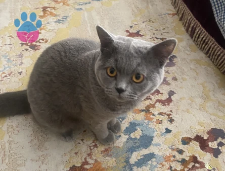 British Shorthair Kedim Eş Arıyor