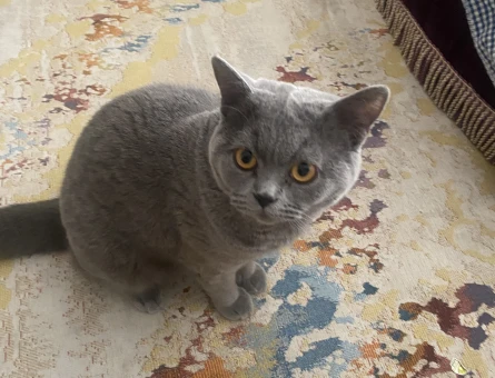 British Shorthair Kedim Eş Arıyor - 118981210