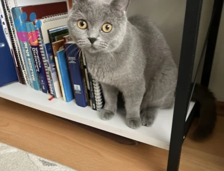 Dişi British Shorthair Kedimiz İçin Eş Arıyoruz