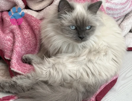 1.5 yaşındaki dişi himalayan kedimize eş arıyoruz