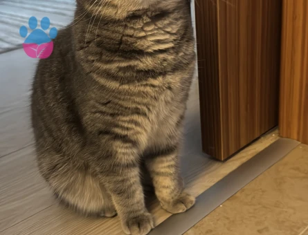 British Shorthair 1 Yaşında Kızgınlıkta