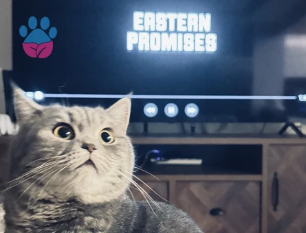 British Shorthair 1 Yaşında Kızgınlıkta