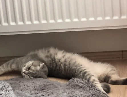 Scottish Fold Kedime Damat adayı Arıyoruz - 118981217