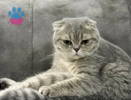 Scottish Fold Kedime Damat adayı Arıyoruz