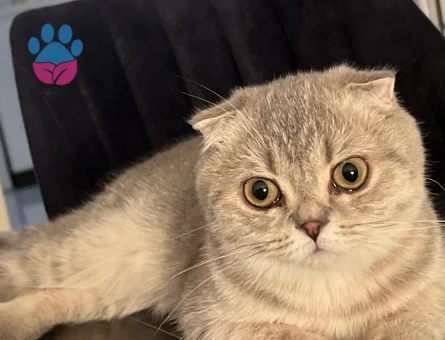 Scottish Fold Kedime Damat adayı Arıyoruz
