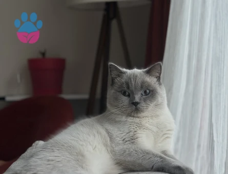 Erkek British Shorthair Kedime Eş Arıyorum